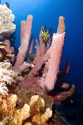 Sponges on the reef of Kakaban island by Erika Antoniazzo 